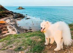 Chuyển nhượng dự án Hạ Long Vũng Tàu và Biệt thự Cao Cấp ven sông Thảo Điền