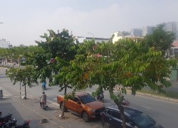 Bán đất thương mại mặt tiền đường Quang Trung Gò Vấp 2915m2